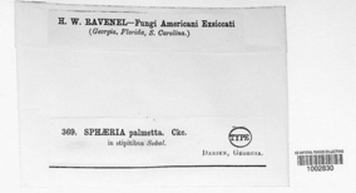 Lophiostoma palmettum image